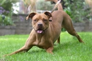 A large breed, tan American Bulldog/Dogue De Bordeaux hybrid dog is play bowing in grass. Its mouth is open and tongue is out.