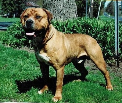 http://www.dogbreedinfo.com/images18/AmericanBullMolosserTUFFNUFFKENNELS.jpg