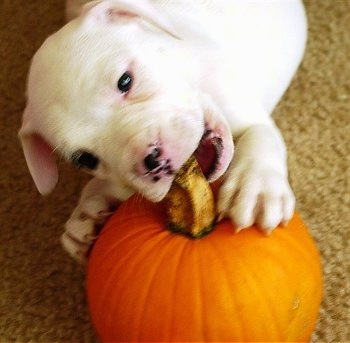Close Up - Patch the white American Bulldog puppy at 10 weeks old is chewing the stem of an orange pumpkin