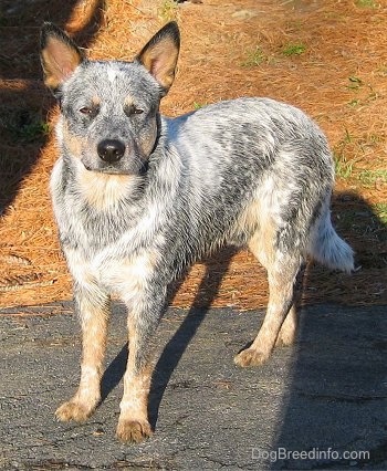 Blue Heeler Size