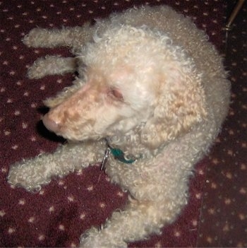 Ginger the Bassetoodle laying down on a maroon carpet with tan spots