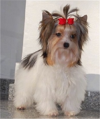 Fabulouse Baker Boy the Biewer standing on a tiled floor with a red ribbon in his hair