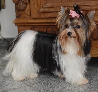 Forever and Ever the Biewer standing on a tiled floor in front of a dresser with a pink ribbon in her hair