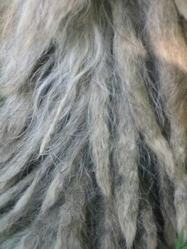 Close Up - A longer corded strand of a Bergamascos coat