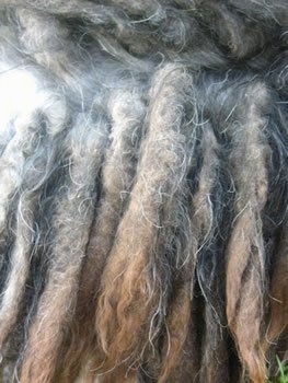 Close Up - The middle strands of a Bergamascos corded hair.