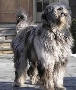 The front right side of a gray with black Bergamasco that is standing across a porch with its mouth open and its head tilted up.