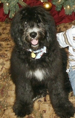 A black with white Bernedoodle puppy is sitting in front of a christmas tree and next to a child.