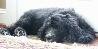 A black Bernedoodle puppy is sleeping next to a rug and in front of a door.