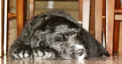 Close Up - A black Bernedoodle puppy is sleeping under a table next to chairs.