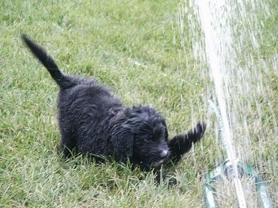The front right side of a black Bernedoodle puppy that is playing with water coming out of a sprinkler system