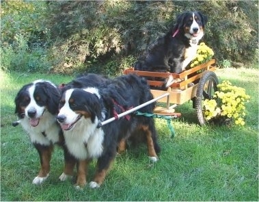 Bernese Mountain Dogs Willow and Bailey pulling a cart with Whisper the Bernese Mountain Dog in it