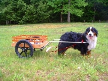 Left Profile - Willow the Bernese Mountain Dog with a cart attached to it