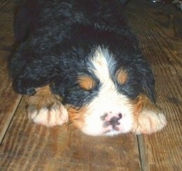 Willow the Bernese Mountain Dog as a puppy laying on a hardwood floor