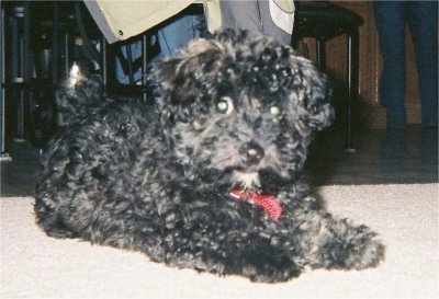 Black Bichon Frise