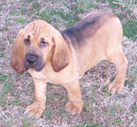 Abby the Bloodhound puppy walking across a field