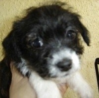 Close Up - The face of a black with white Bossi-Poo Puppy that is being held in the air by a person.