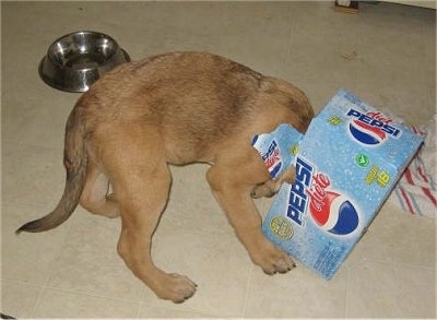 Diablo the Saint Bernard/German Shepherd mix Puppy is standing on a tiled floor with its head in a diet pepsi box and a food bowl behind it
