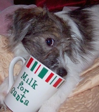 Dogs Drinking Coffee