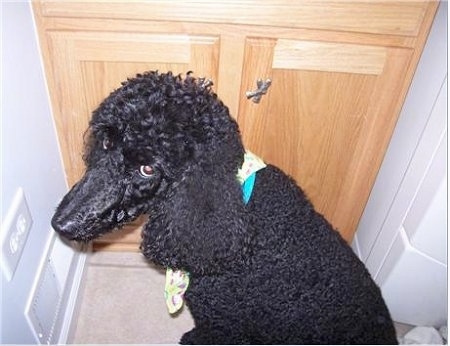 Close Up - Katie the Poodle is sitting in front of a cabinet and looking back at the camera holder with a look of guilt on her face