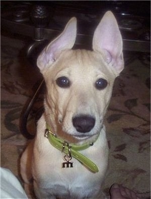 Marlowe the Carolina Dog puppy is sitting in front of a person with its ears up. And a table is behind it