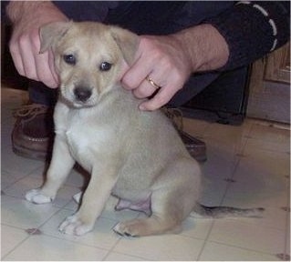 Marlowe the Carolina Dog puppy is sitting in front of a person who has their hands on the back of the pups neck