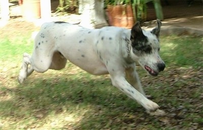 Blue the Louisiana Catahoula Leopard Dog is running across a backyard