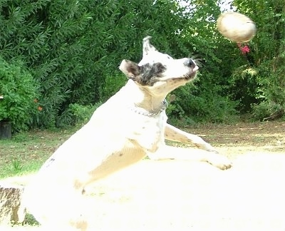 Blue the Louisiana Catahoula Leopard Dog is attempting to capture a ball. The picture is overexposed.