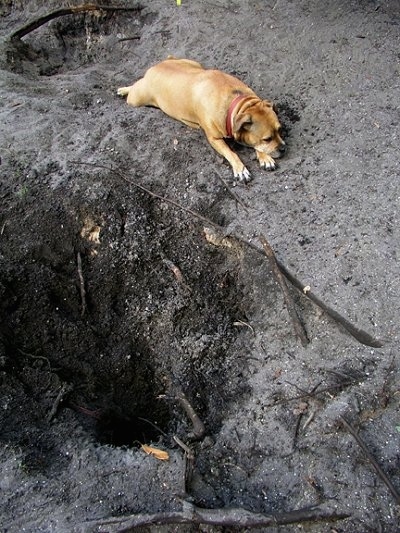 Baby J the Pit Bull mix  is laying next to a hole she has dug