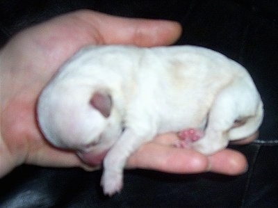 Newborn Chi-Chon puppy is sleeping in the hand of a person over a black leather couch