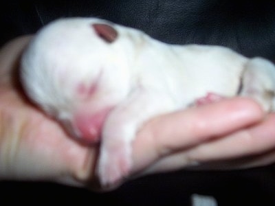 Close Up - Newborn Chi-Chon puppy is sleeping in the hand of a person