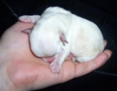 A newborn Chi-Chon puppy being held in the air by a person