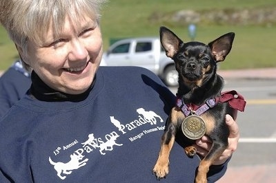Molly the Chihuahua is in the arms of a lady. Molly has a medal on