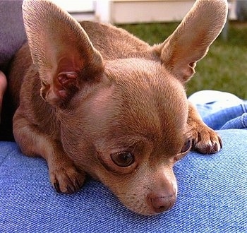 Close Up - Nolie the Chihuahua laying in the lap of a person who is wearing blue jeans and looking down at the ground outside