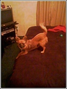 Taco the Chion is play bowing at the edge of a bed with a toy and a red shirt behind him and a TV on the other side of the room