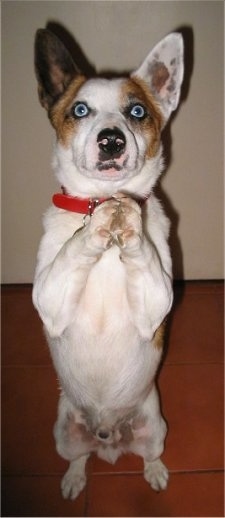 Close Up - Russell the Cojack standing on its hind legs with his two front paws touching one another in a begging pose