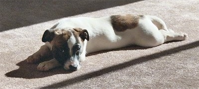 Toby the Cojack is laying down stretched out on a tan carpet