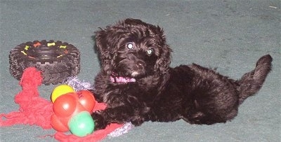 Myah the Chocalate Doxie-Chon Puppy is laying on a carpet and playing wih several dog toys