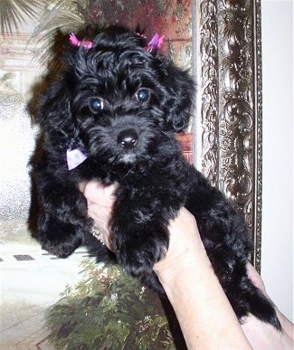 Myah the black Doxie-Chon puppy is being held in the air by the hand of a person. She has a couple pink barrets in her hair