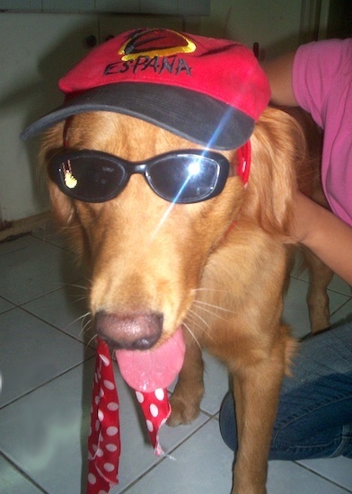 Spike the Golden Retriever is wearing black sunglasses, a red and black baseball cap that says 'Espana' and a red humans tie being hugged by a person in a pink shirt