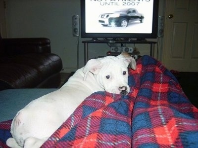 Cotton the white EngAm Bulldog puppy is laying in front of a TV on top of a blue, maroon and red blanket that a person's legs are under.