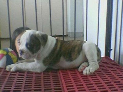 Jiggly Pop the EngAm Bulldog puppy is laying on top of red plastic crates inside of a pen next to a blue, yellow, red and white basketball. There is a child looking into the pen.