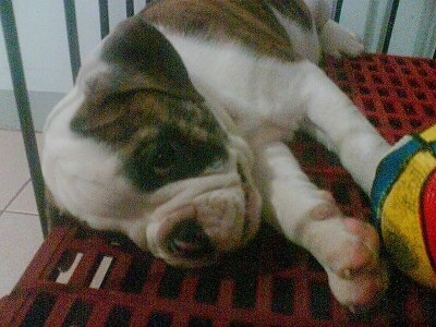 Jiggly Pop the EngAm Bulldog puppy is laying on his left side on top of red crates in a pin. There is a blue, yellow, red and white basketball next to his front paws.