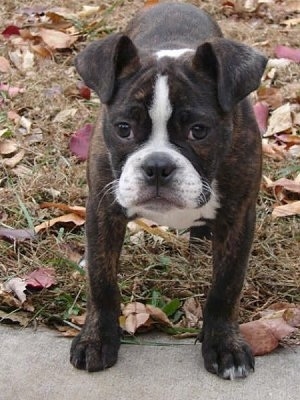 boston bulldog photo