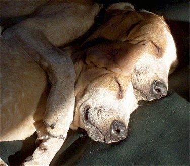 Lillie and Mollie the Red tick English Coonhound puppies are sleeping on a couch cuddled together