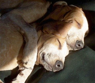 Redtick English Coonhound