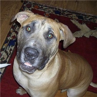 Close Up - Racket the tan and black English Mastweiler is sitting on a rug and looking up. Rackets mouth is slightly open