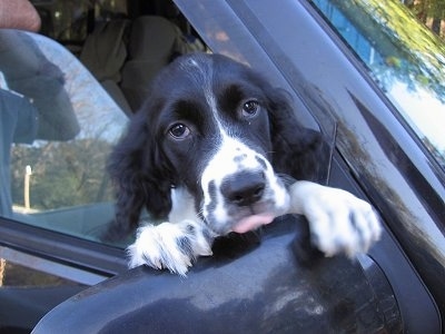 Close Up - Riannon the black and white English Springer Spaniel puppy is hanging out of a window and hanging on to the passenger side mirror
