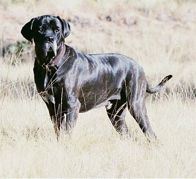 A black brindle with white Fila Brasileiro is wearing a brown leather collar and standing in a field of brown grass.