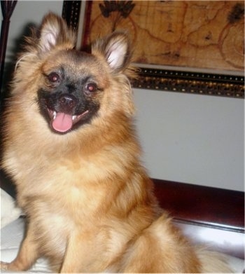 A tan with black German Spitz is sitting on a human's bed. Its mouth is open and tongue is out. There is a painting on the wall behind it