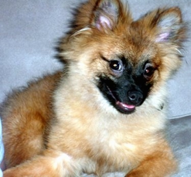 Close Up - A tan with black German Spitz puppy is laying on a silver couch